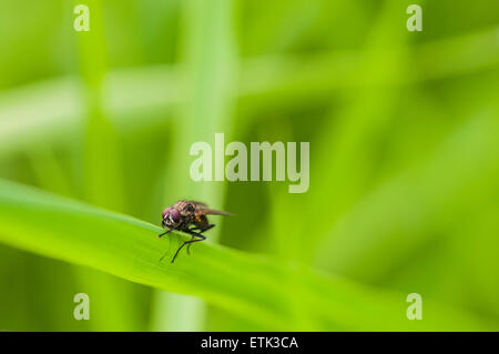 Eine Makroaufnahme einer Tachinid Fliege, denke ich, ruht auf einem Blatt mit einem weichem diffusem Hintergrund Stockfoto