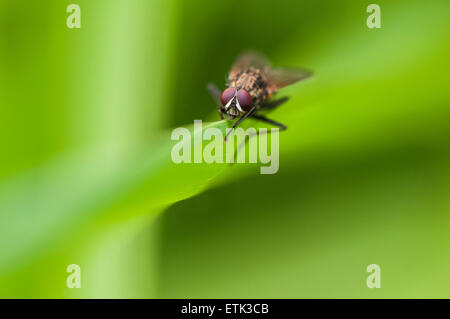 Eine Makroaufnahme einer Tachinid Fliege, denke ich, ruht auf einem Blatt mit einem weichem diffusem Hintergrund Stockfoto