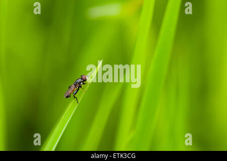 Eine Makroaufnahme einer Tachinid Fliege, denke ich, ruht auf einem Blatt mit einem weichem diffusem Hintergrund Stockfoto