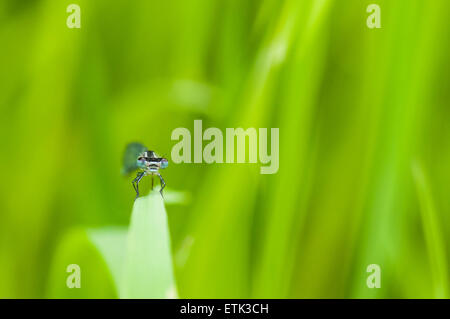 Ein Kopf auf Makro-Foto von einer Azure Blue Damselfly, Coenagrion Puella, ruht auf einem Rasen-Blatt mit weichem diffusem Hintergrund. Stockfoto