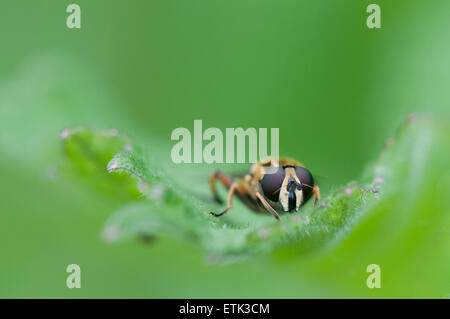 Ein Kopf auf Makro-Foto von einem Hoverfly Helophilus pendelnden, ruht auf einem Blatt mit einem weichem diffusem Hintergrund. Stockfoto