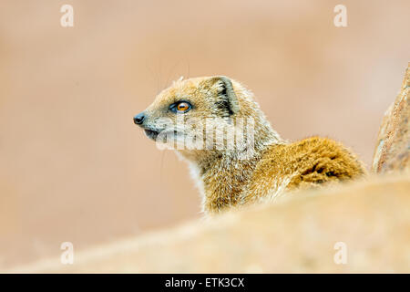 Gelbe Mungo (Cynictis Penicillata) Stockfoto