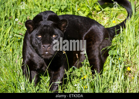 Black Jaguar (Panther Onca) Stockfoto