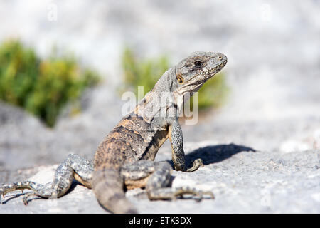 Stachelige Tailed Leguan (Ctenosaura Similis) Stockfoto