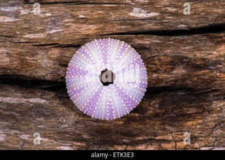 Seeigel-Shell auf einem Stück Treibholz Stockfoto