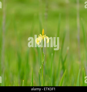 Gelbe Flagge, Iris, Stockfoto