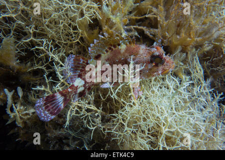 Zwerg Drachenkopf, Scorpaena notieren auf Algen Bett im mediterranen Meer, Malta. Stockfoto