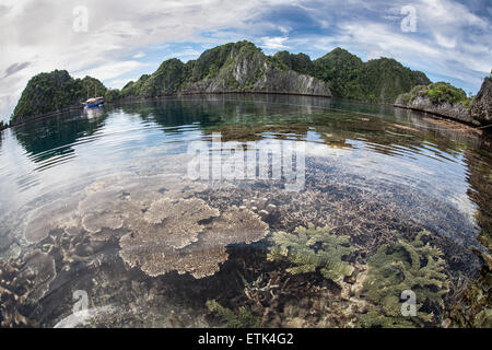 Ein gesundes Riff wächst in einer entlegenen Lagune umgeben von Kalksteininseln in Raja Ampat, Indonesien. Stockfoto