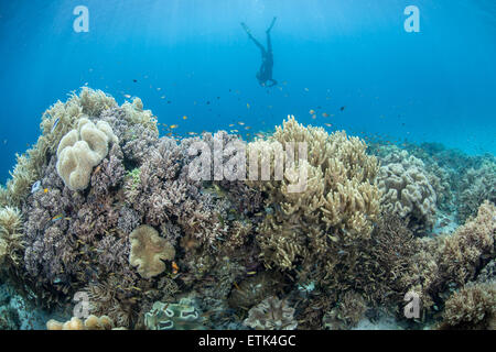 Ein Freitaucher beschäftigt sich mit einem vielfältigen Korallenriff in Raja Ampat, Indonesien. Dieses Gebiet ist bekannt für seine hohe Artenvielfalt. Stockfoto