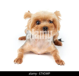 Yorkshire Terrier mit großen schönen Augen und kurzen Haarschnitt liegt auf weißen Hintergrund isoliert Stockfoto