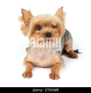 Yorkshire Terrier mit großen Augen und kurzen Haarschnitt isoliert auf weißem Hintergrund Stockfoto