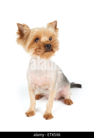 Yorkshire-Terrier mit lustigen Schnauze sieht auf die Seite und setzt sich auf weißem Hintergrund Stockfoto