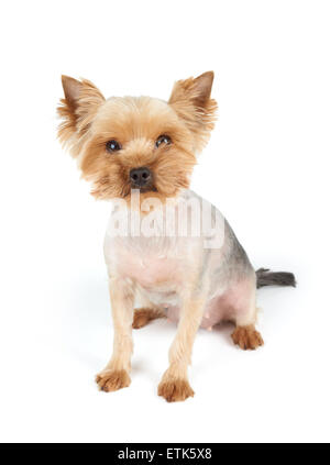 Yorkshire Terrier mit Kurzhaarschnitt und lustige Schnauze sieht in die Kamera. Es befindet sich auf weißem Hintergrund. Stockfoto