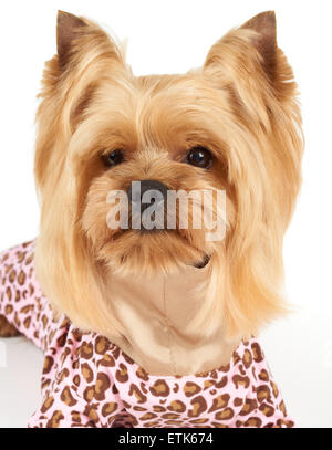 Porträt von Süße Yorkshire-Terrier mit stylischen Haarschnitt tragen Paychy Overalls sitzt auf weißem Hintergrund Stockfoto