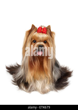 Eine Show Klasse Yorkshire-Terrier mit roter Schleife an der Spitze isoliert auf weiss Stockfoto