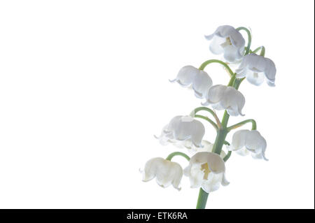 Convallariaarten Majalis Maiglöckchen Stockfoto