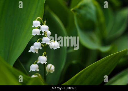 Convallariaarten Majalis Maiglöckchen Stockfoto