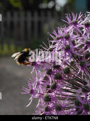 Biene auf allium Stockfoto