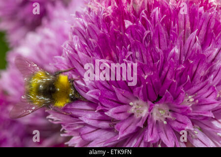 Honigbiene auf Schnittlauch-Blume Stockfoto