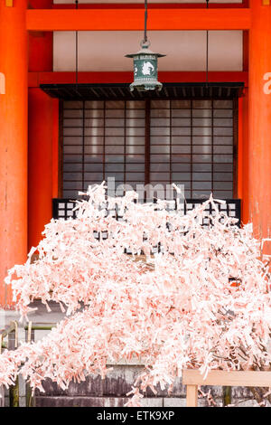 Heian-Schrein in Kyoto. Pink Omikuji, Pech, Papier rutscht vollständig auf kleinen Baum umhüllt von vermilionenen Säulen der Kaguraden-Halle. Stockfoto