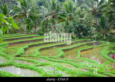 Reisfelder, vorbereitet für Reis. Bali, Indonesien Stockfoto