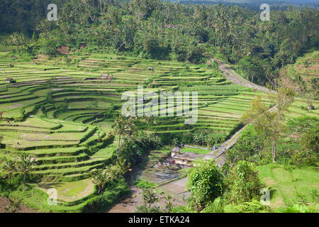 Reisfelder, vorbereitet für Reis. Bali, Indonesien Stockfoto
