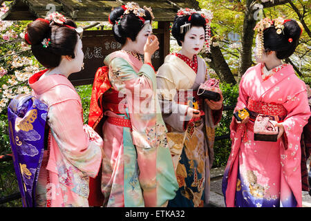 Japan, Kyoto. Gruppe japanischer Geisha, Geiko, mit Kimono, draußen im Frühling bei Sonnenschein und bewundern die Kirschblüten. Stockfoto