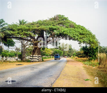 Flamboyant Baum überhängenden Land Straße, Gambia, Westafrika Stockfoto