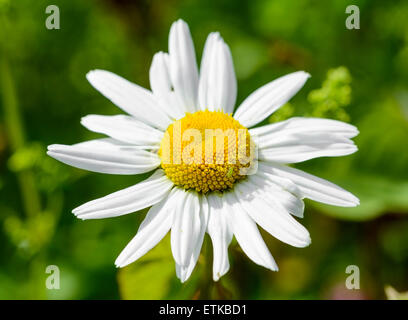 Einzelne Blume Nahaufnahme eines Leucanthemum vulgare (AKA Chrysanthemum leucanthemum) oder Oxeye Daisy wächst im Sommer in West Sussex, England, UK. Stockfoto