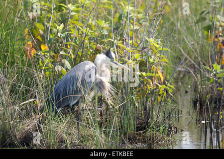 Great Blue Heron in der Zucht Gefieder Stockfoto