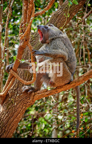 starke männliche Olive Pavian (Papio Anubis), Budongo Forest, Murchison Falls National Park, Uganda, Afrika Stockfoto