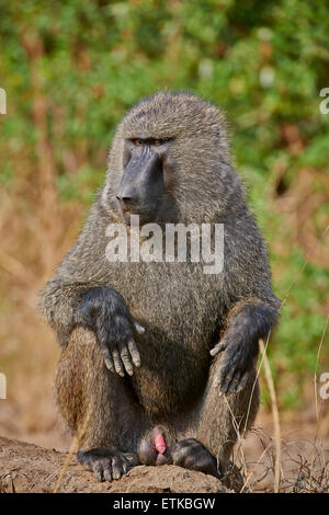 Olive Pavian (Papio Anubis), Queen Elizabeth National Park, Uganda, Afrika Stockfoto