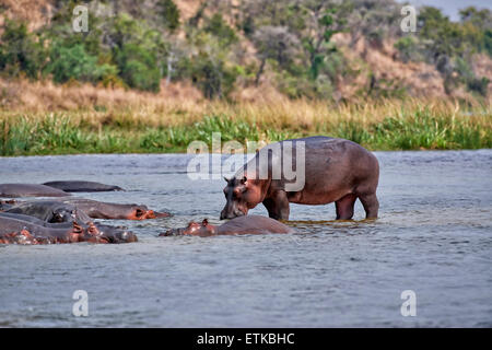 Nilpferd, Hippopotamus Amphibius, Murchison Falls National Park, Uganda, Afrika Stockfoto