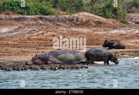 Nilpferd, Hippopotamus Amphibius, Hütte Kanal, Queen Elizabeth National Park, Uganda, Afrika Stockfoto