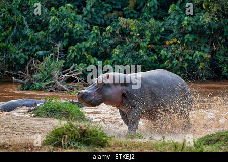Nilpferd, Hippopotamus Amphibius, Ishasha Sektor, Queen Elizabeth National Park, Uganda, Afrika Stockfoto