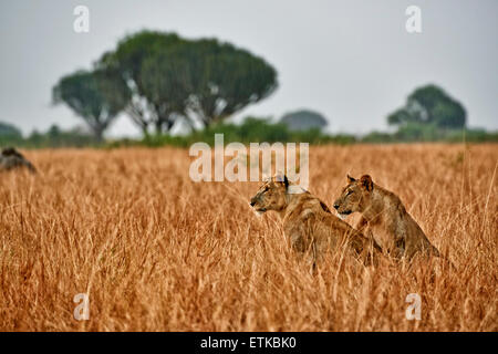 zwei Löwin im Grünland bei Regen, Panthera Leo, Queen Elizabeth National Park, Uganda, Afrika Stockfoto