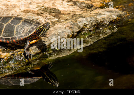 Östliche gemalte Schildkröte Stockfoto