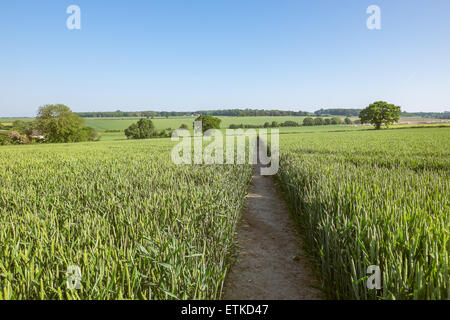 Öffentlichen Fußweg durch ein grünes Weizenfeld Stockfoto