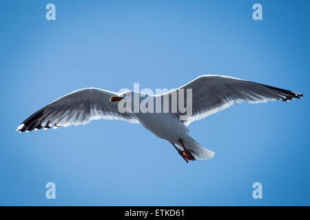 Eine Möwe gegen starken Wind gleiten scheint, als ob es in der Luft fror. Stockfoto