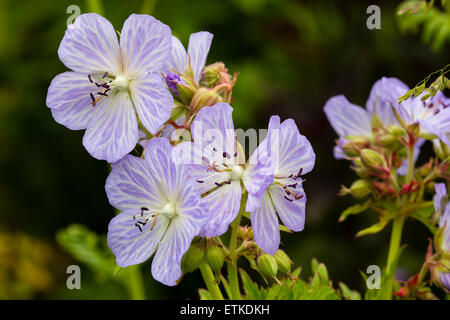 Weiß geädert Lavendelblüten von Geranium Pratense "Frau Kendall Clark" Stockfoto