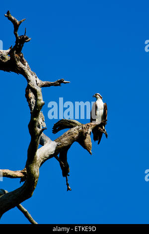 Fischadler im toten Baum. Genommen in Brooksville, Florida USA Stockfoto