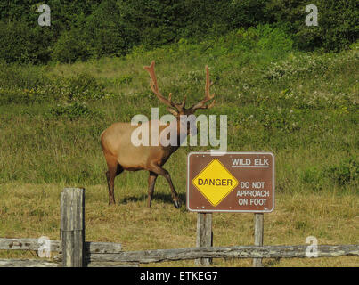 Roosevelt Elk Bull (Cervus Canadensis Roosevelti) mit Geweih aus Samt, der ihr Wachstum bis zum Schuppen in der Fa zu ernähren, wird Stockfoto