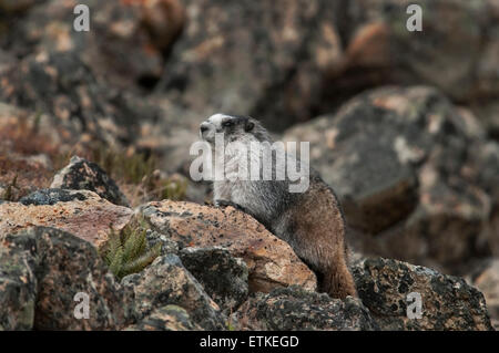 Ein Hoary Murmeltier (Marmota Caligata) Sonnen an einem felsigen Hang in der Nähe seiner Burrow auf oder oberhalb der Baumgrenze im Denali-Nationalpark, Alaska. Stockfoto