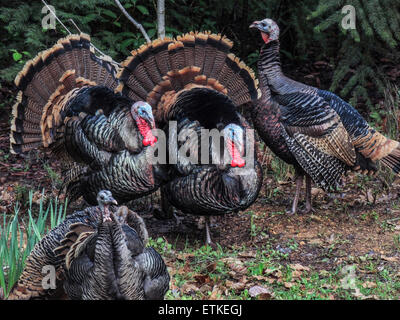 Wildtruthahn Männchen (Meleagris Gallopavo) Kehllappen engorged mit Blut, Weibchen während der Brutzeit zu gewinnen. Sierra foothi Stockfoto