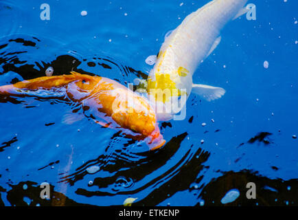 Koi, Cyprinus Carpo, nationale Fisch aus Japan, Kaua'i Marriott Resort; Kalapaki Bay, Kaua ' i, Hawaii, USA Stockfoto