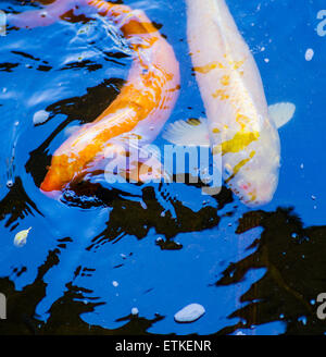 Koi, Cyprinus Carpo, nationale Fisch aus Japan, Kaua'i Marriott Resort; Kalapaki Bay, Kaua ' i, Hawaii, USA Stockfoto