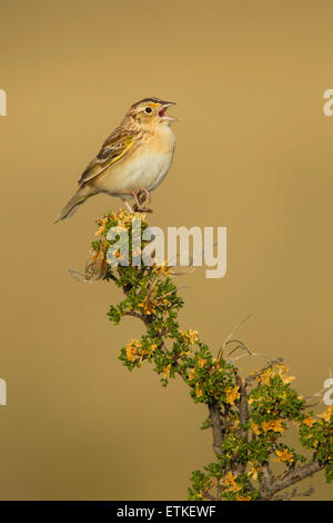 Heuschrecke Spatz, Ammodramus Savannarum Sonoita, Cochise County, Arizona, vereint Staaten 17 kann erwachsenen männlichen Mountain Mah Stockfoto