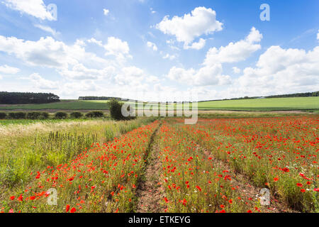 Bereich der rote Mohnblumen mit Traktorspuren im Sommer in der Nähe von großen Massingham, Norfolk, UK, mit blauem Himmel und flauschige weiße Wolken Stockfoto