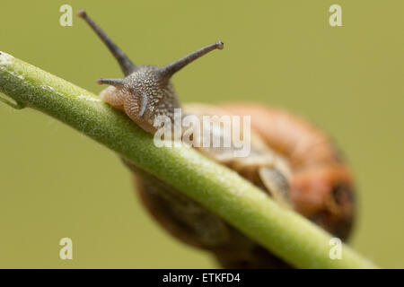 Schnecke auf einem Stiel. Stockfoto