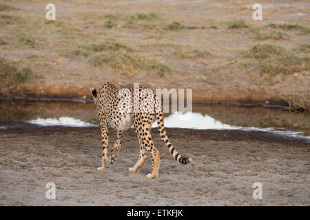 Geparden zu Fuß entfernt, Ngorongoro Conservation Area, Tansania Stockfoto